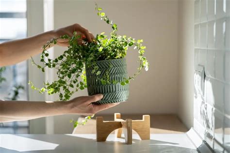 為什麼芙蓉避邪